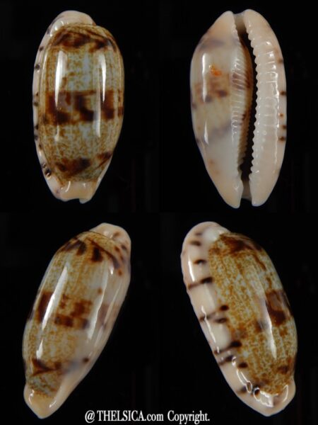 Talostolida teres teres 34,80 mm Gem-0