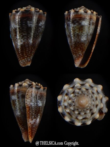 Virroconus encaustus 20,68 mm Gem-0