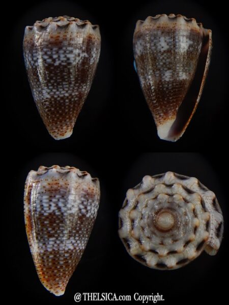 Virroconus encaustus 21,83 mm Gem-0