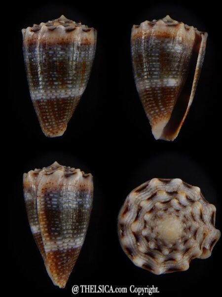 Virroconus encaustus 21,86 mm Gem -0
