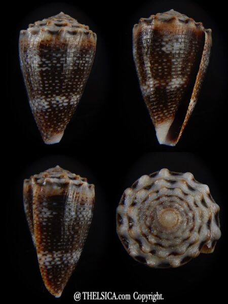 Virroconus encaustus 24,56 mm Gem -0