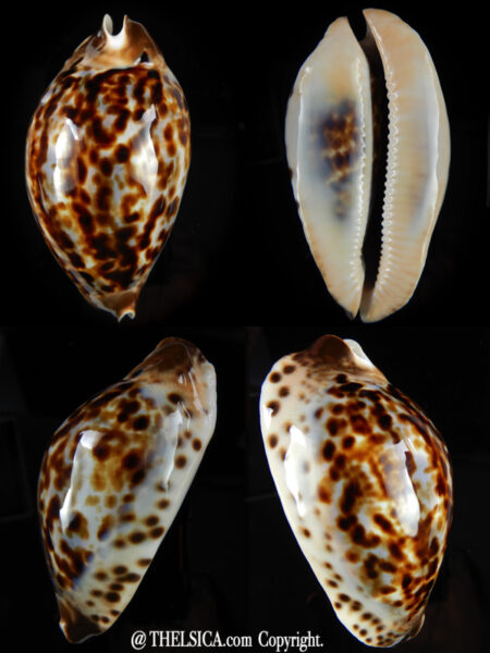 Zoila jeaniana thalamega white base 89,12 mm Gem-0