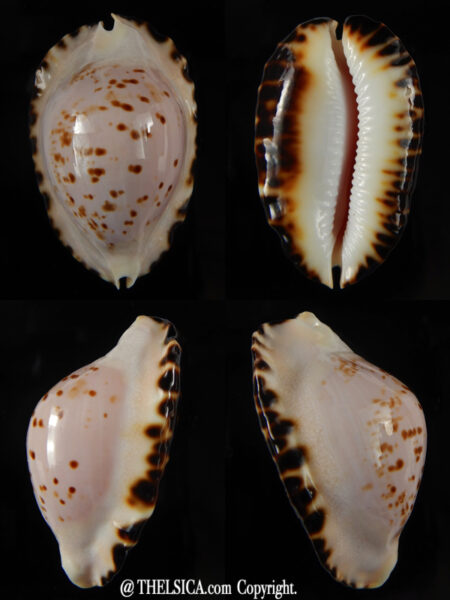 Zoila ketyana bataviensis 49 mm Gem ...-0