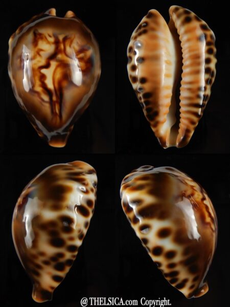 Afrozoila fultoni fultoni miniatra 61,60 mm Gem +++++-0