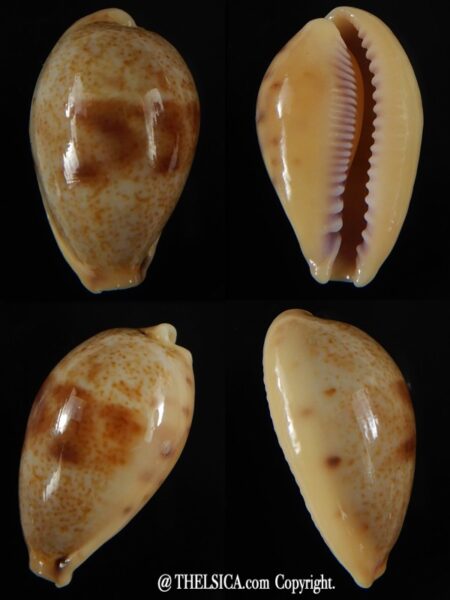 Contradusta lapillus 26,96 mm Gem-0