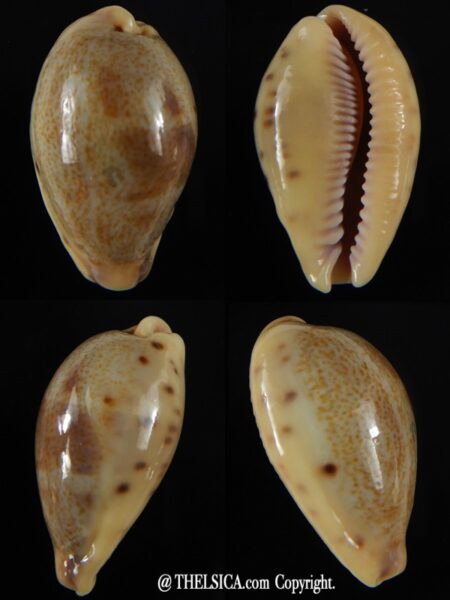 Contradusta lapillus 29,17 mm Gem-0