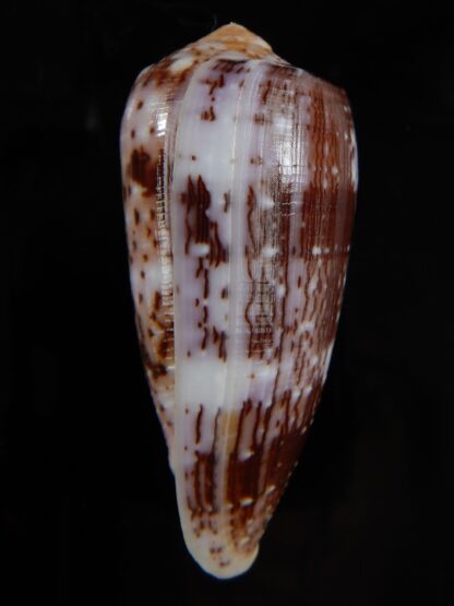 Pionoconus floccatus floccatus 56,64 mm Gem-49877