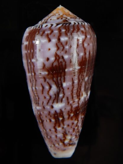 Pionoconus floccatus floccatus 58,40 mm Gem-49886