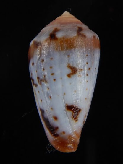 Sciteconus algoensis scitulus 24.53 mm F+++/Gem-50088