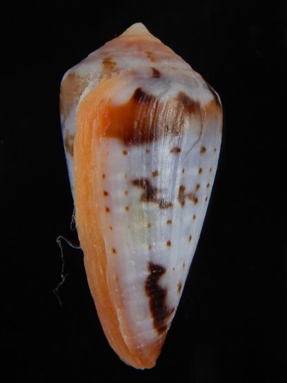 Sciteconus algoensis scitulus 24.53 mm F+++/Gem-50086