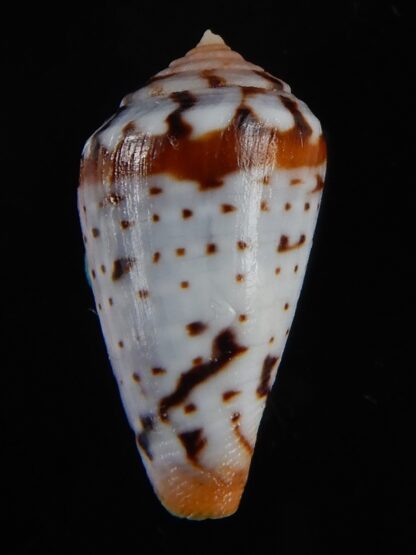 Sciteconus algoensis scitulus 21,12 mm F+++/Gem-50078