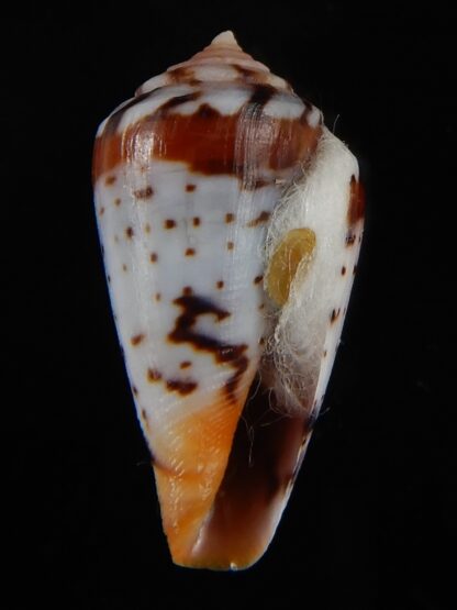 Sciteconus algoensis scitulus 21,12 mm F+++/Gem-50077