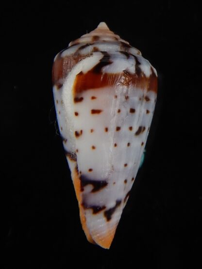 Sciteconus algoensis scitulus 21,12 mm F+++/Gem-50075