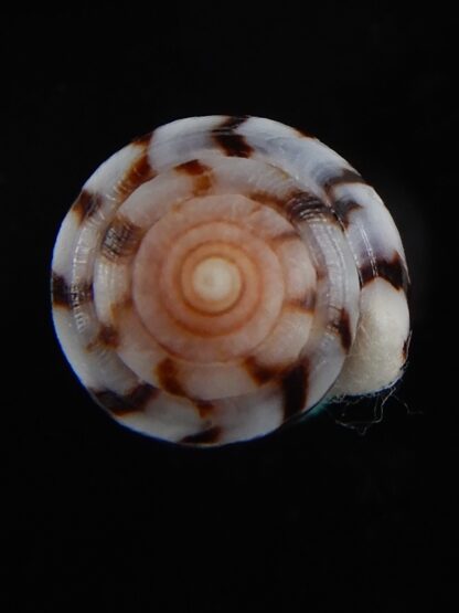 Sciteconus algoensis scitulus 21,12 mm F+++/Gem-50076