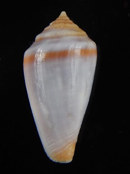 Sciteconus algoensis scitulus agulhasi 21.75 mm F+++/Gem-50105