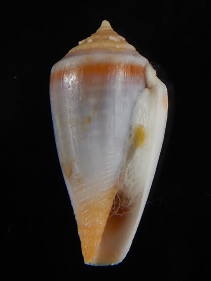 Sciteconus algoensis scitulus agulhasi 21.75 mm F+++/Gem-50108