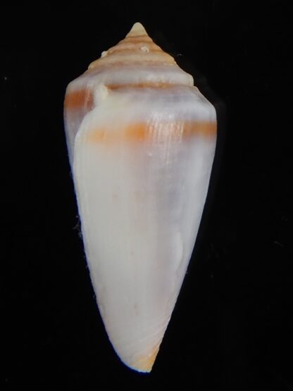 Sciteconus algoensis scitulus agulhasi 21.75 mm F+++/Gem-50109