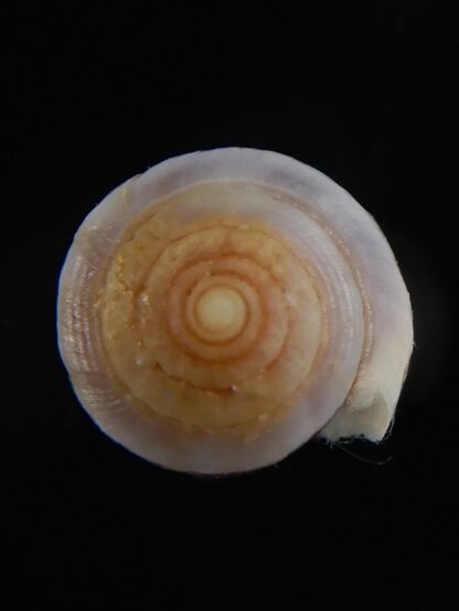 Sciteconus algoensis scitulus agulhasi 21.75 mm F+++/Gem-50106