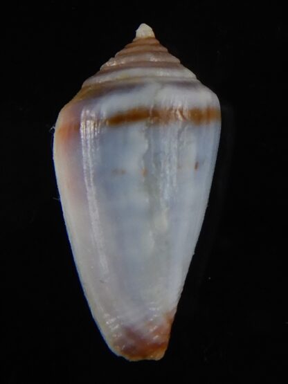 Sciteconus algoensis scitulus agulhasi 19,55 mm F+++/Gem-50095