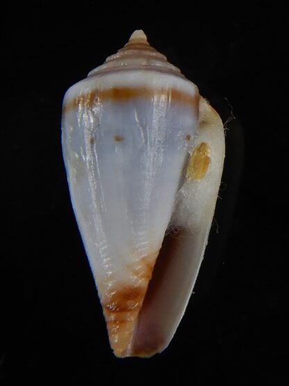 Sciteconus algoensis scitulus agulhasi 19,55 mm F+++/Gem-50099