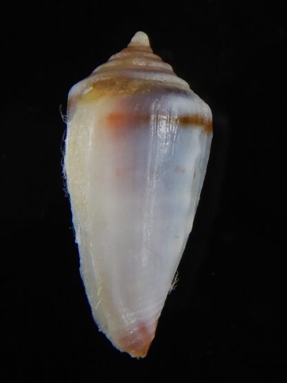 Sciteconus algoensis scitulus agulhasi 19,55 mm F+++/Gem-50097