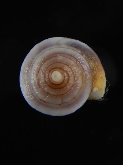 Sciteconus algoensis scitulus agulhasi 19,55 mm F+++/Gem-50096