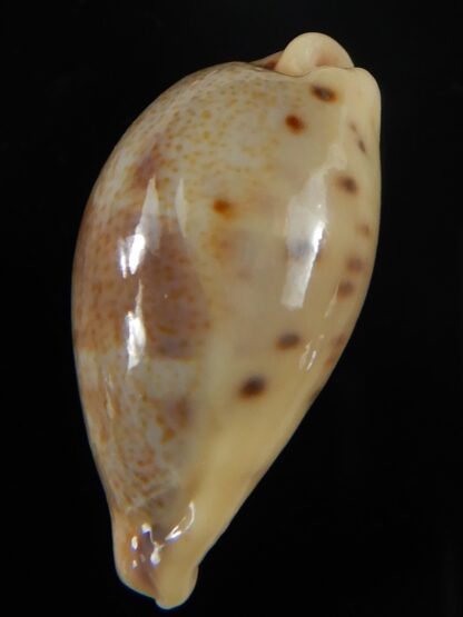 Contradusta lapillus 29,17 mm Gem-50170