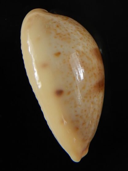 Contradusta lapillus 26,96 mm Gem-50154