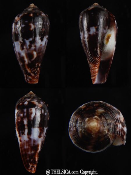 Floraconus mozambicus 32,08 mm F+++/Gem -0