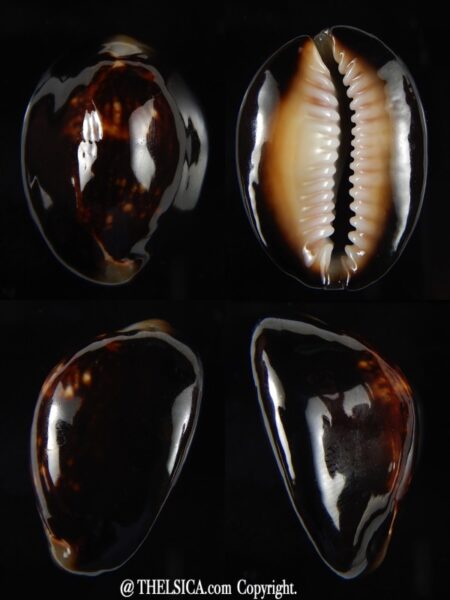 Monetaria caputserpentis ...Black ... 29,31 mm Gem-0
