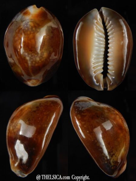 Monetaria caputserpentis ...caramel ... 35,55 mm F+++/Gem-0