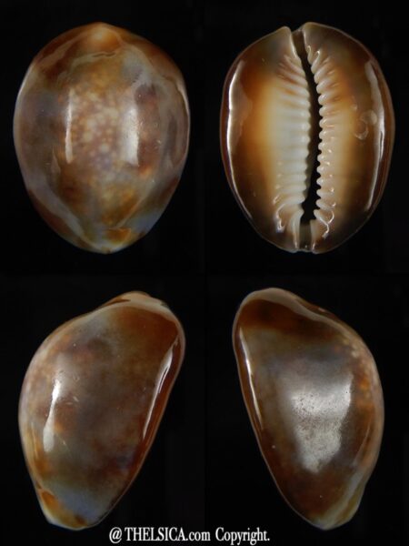 Monetaria caputserpentis ...caramel ... 30,16 mm F+++/Gem-0