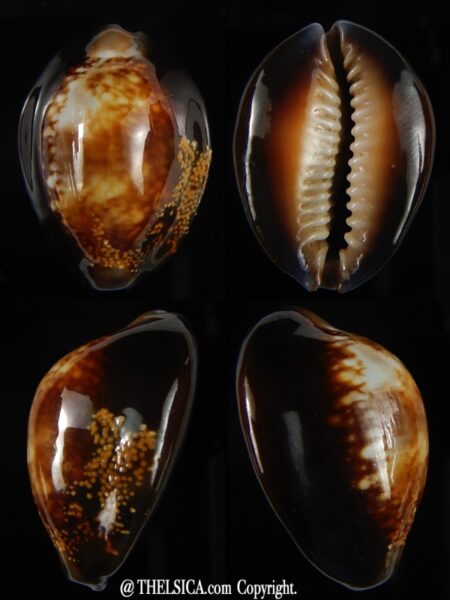 Monetaria caputserpentis ...GOLD insertions ... 29,75 mm Gem-0