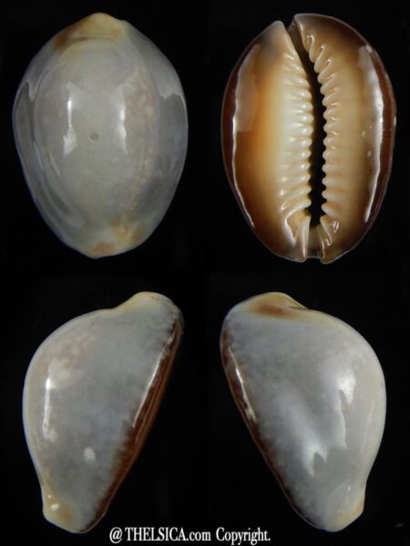 Monetaria caputserpentis ...White ... 32,23 mm Gem(-)-0