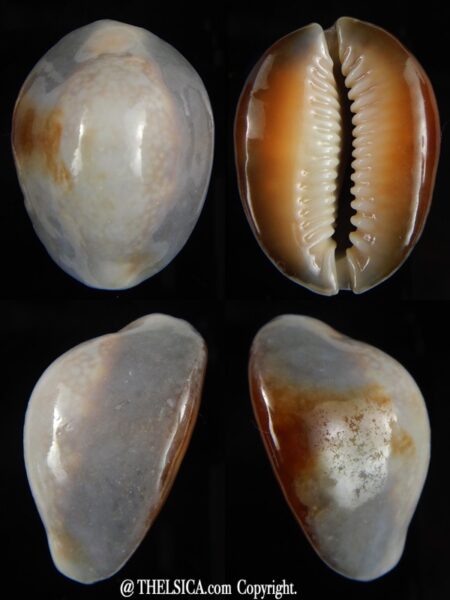 Monetaria caputserpentis ...White ... 33.72 mm Gem-0