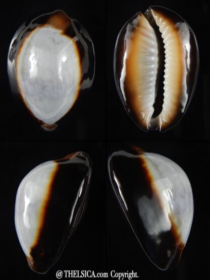 Monetaria caputserpentis ...White dorsal ... 26,17 mm Gem-0
