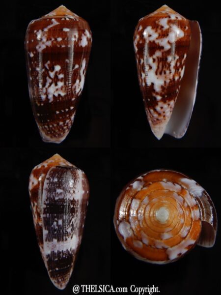 Pionoconus floccatus floccatus 55,58 mm Gem -0