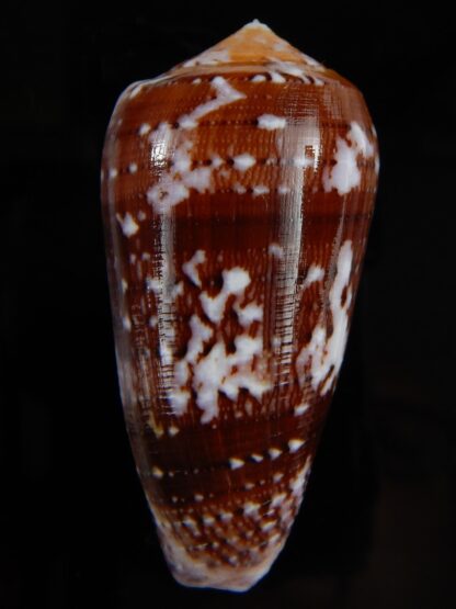 Pionoconus floccatus floccatus 55,58 mm Gem -49857