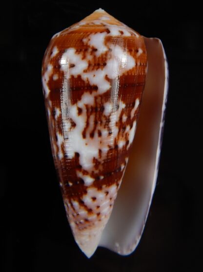 Pionoconus floccatus floccatus 55,58 mm Gem -49859