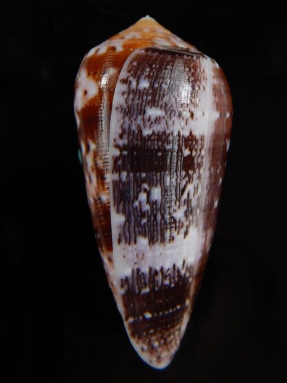 Pionoconus floccatus floccatus 55,58 mm Gem -49860