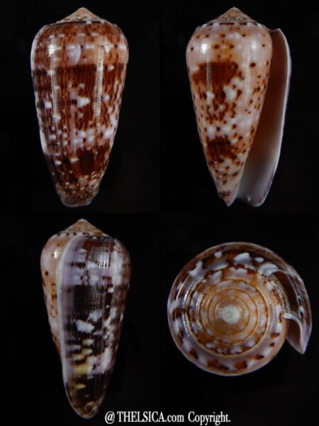 Pionoconus floccatus floccatus 56,56 mm Gem-0
