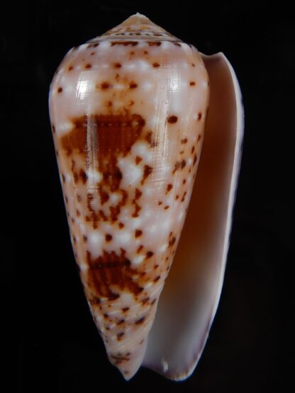 Pionoconus floccatus floccatus 56,56 mm Gem-49866