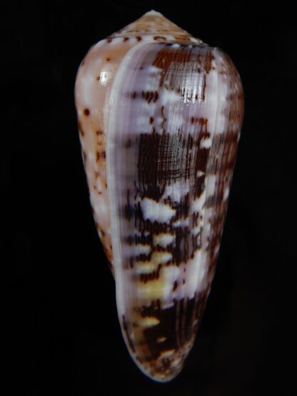Pionoconus floccatus floccatus 56,56 mm Gem-49868
