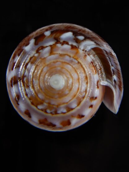 Pionoconus floccatus floccatus 56,56 mm Gem-49870