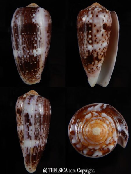 Pionoconus floccatus floccatus 56,64 mm Gem-0