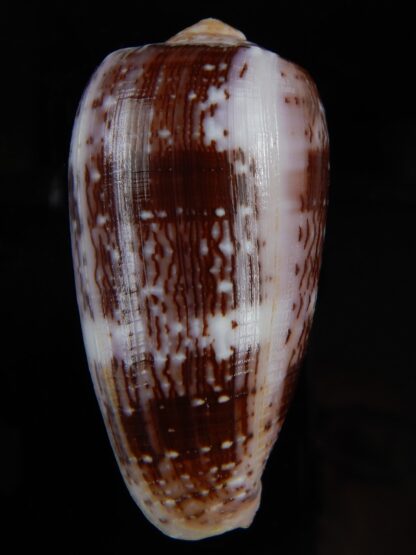 Pionoconus floccatus floccatus 56,64 mm Gem-49878