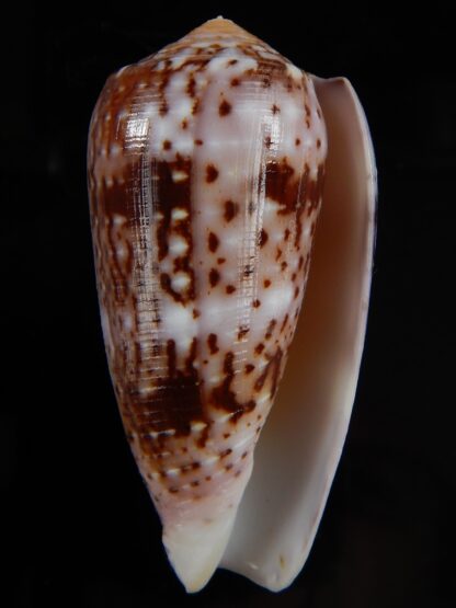 Pionoconus floccatus floccatus 56,64 mm Gem-49879