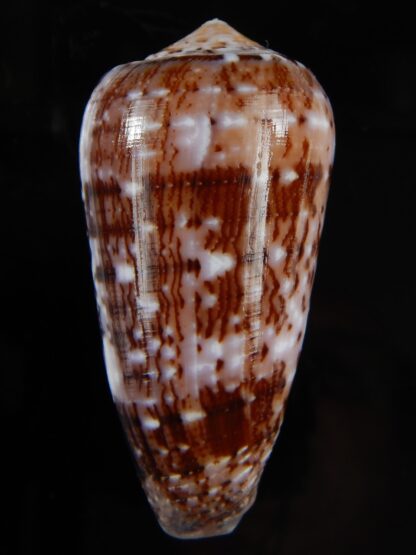 Pionoconus floccatus floccatus 56,56 mm Gem-49869