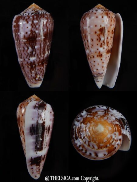 Pionoconus floccatus floccatus 58,40 mm Gem-0