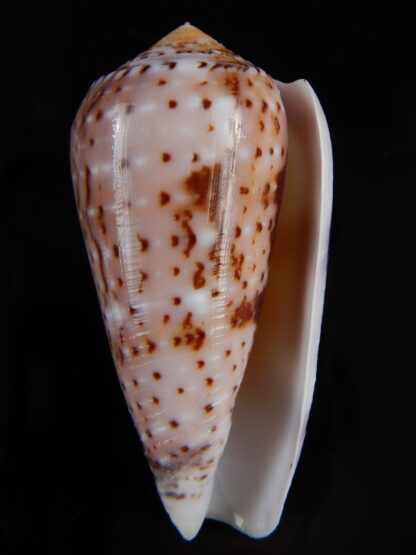 Pionoconus floccatus floccatus 58,40 mm Gem-49889